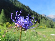 11 Phiteuma Hemisphaericum (Raponzolo alpino)